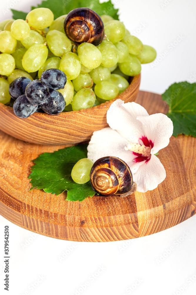 A snail and a bunch of grapes with hibiscus color on a wooden board. White background. A snail and a bunch of grapes with hibiscus color on a wooden board. White background.