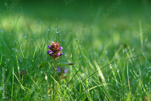 Purple flower of Prunella vulgaris (common self-heal, heal-all, heart-of-the-earth, carpenter's herb) in wet green grass. Fresh summer nature background with copy space for text