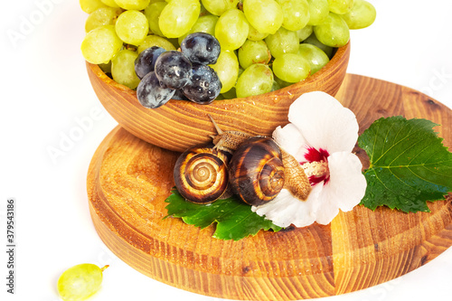 Fototapeta Naklejka Na Ścianę i Meble -  A snail and a bunch of grapes with hibiscus color on a wooden board. White background.