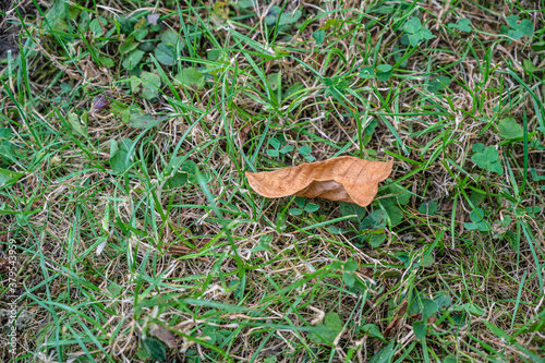 A dry autumn leaf on green grass