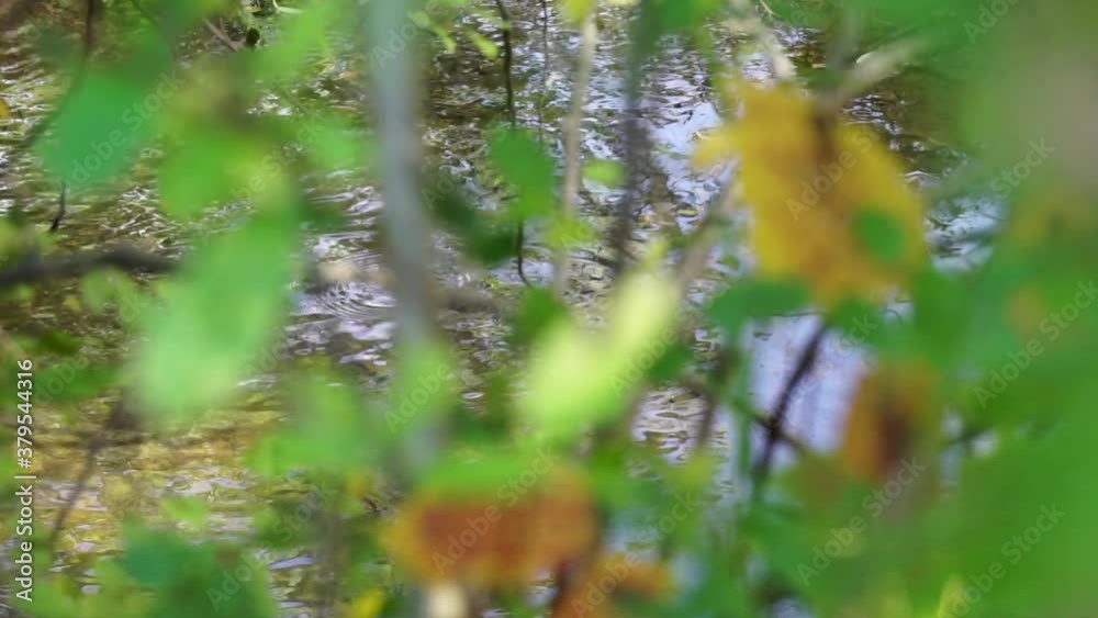 Flowing creek in focus in background with foreground plants out of focus. Camera trucks right to left. Flowing creek in focus in background with foreground plants out of focus. Camera trucks right to left.