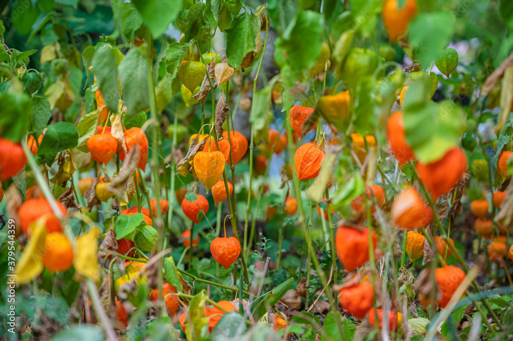 A selective focus shot of orange Physalis plants