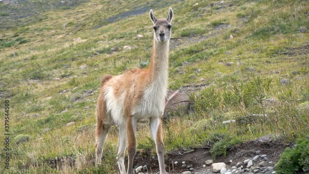 A Guanaco Walks by In Torres del Paine National Park in Chilean Patagonia A Guanaco Walks by In Torres del Paine National Park in Chilean Patagonia