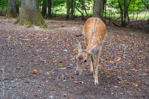 A dappled deer in nature