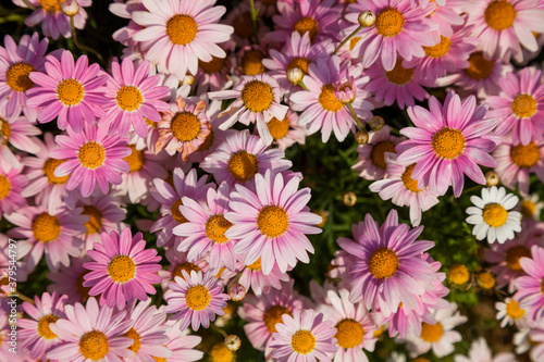 Colorful Margaret flower background.  Daisy