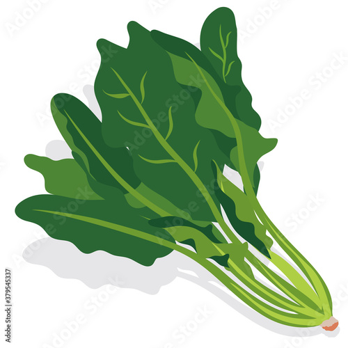 野菜_ ほうれん草