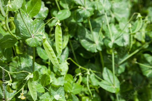 suger pea plant with pods in the garden.