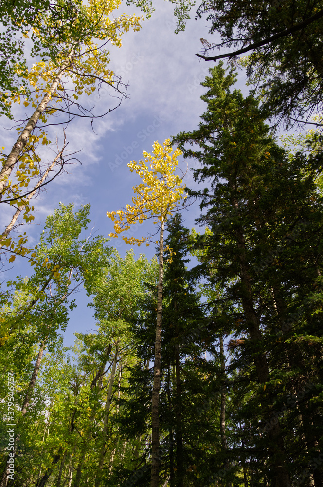 Obraz premium Forest in Autumn