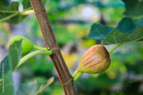 fig fruits on the branch tree in Japan.
