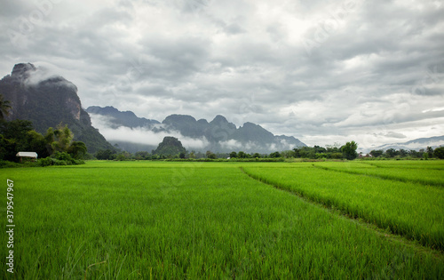 green rice field in the morning