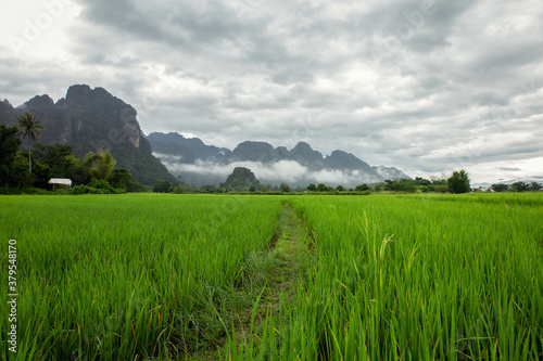 green rice field in the morning © Keopaserth