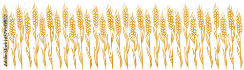 Wheat field. Leaves and Ears of rye. Agriculture straw. Horizontal banner background. Dry yellow grass. Orange contour vector line. Bread wrapper.