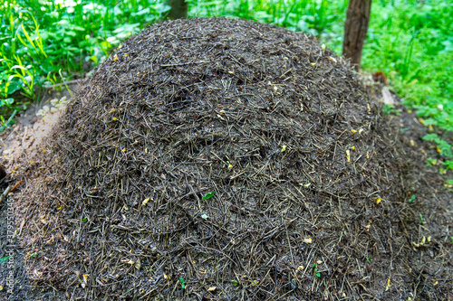 Big anthill with colony of ants in summer forest. Selective focus