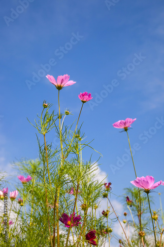 Beautiful spring Cosmos flower background., Cosmos flower. © amnat11