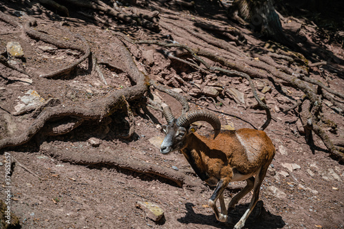 A mountain mouflon in a dry field