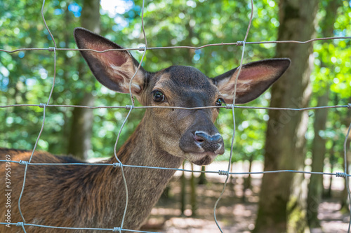 A roe deer behind a wire fence