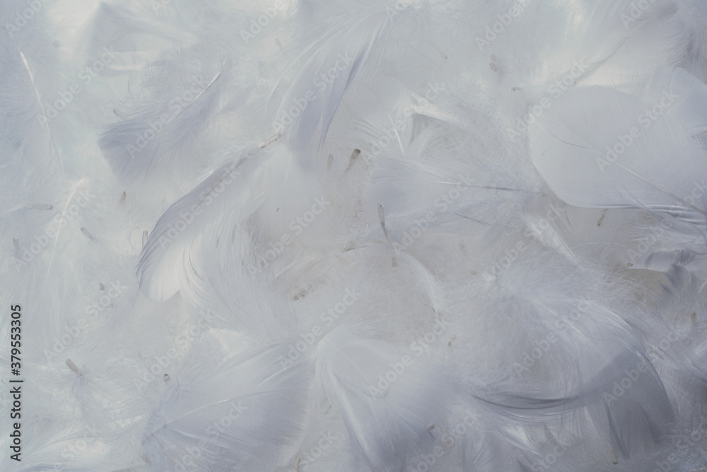 Obraz premium White soft feathers background.