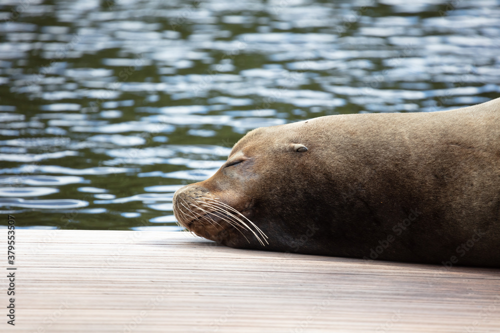 Fototapeta premium California sealion relaxing