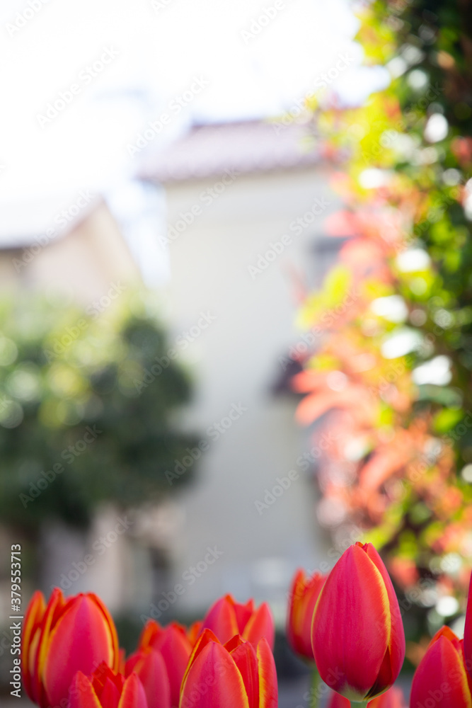 Fototapeta premium チューリップとぼかし