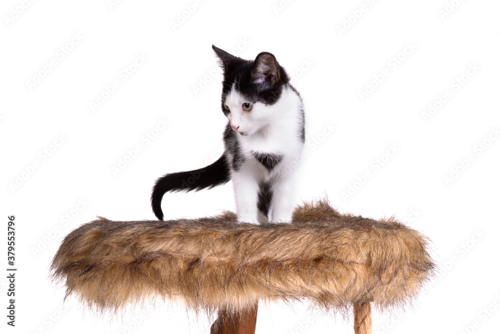 Black and white kitten on a modern scratch pole