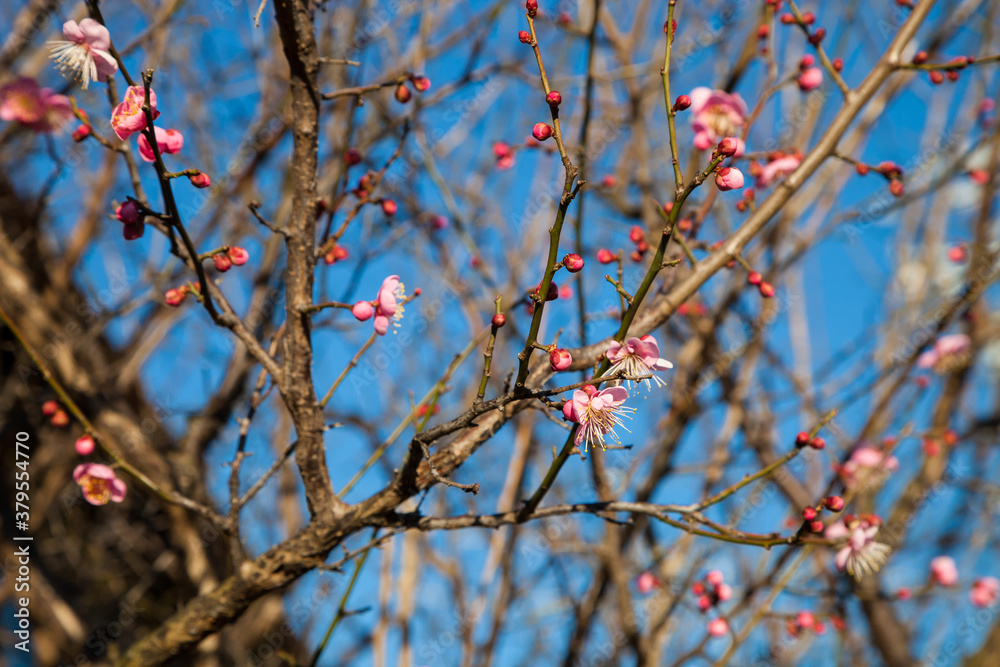 Flowers plum blossoming in spring Flowers plum blossoming in spring
