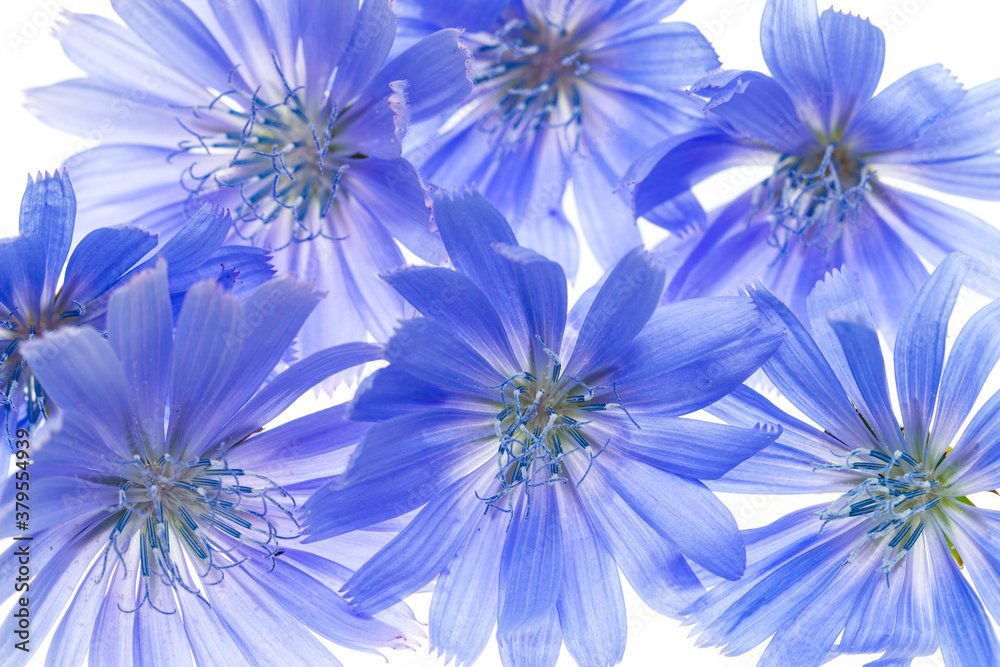 Obraz premium blue summer flowers on white background