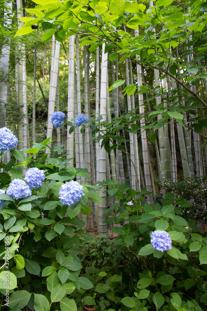 Fototapeta premium 竹とあじさい