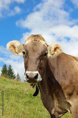 Cattle in the European Alps. Tyrol. Austria