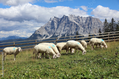 Herd of Sheep in the European Alps. Tyrol. Austria