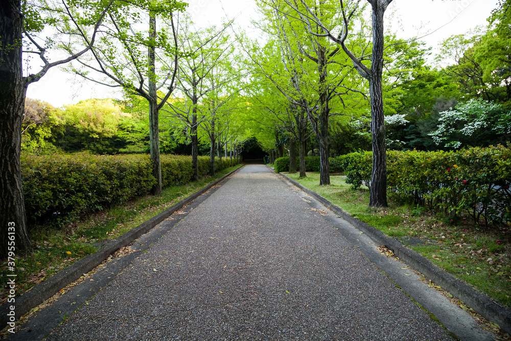 Roadside green ginkgo tree in Japan