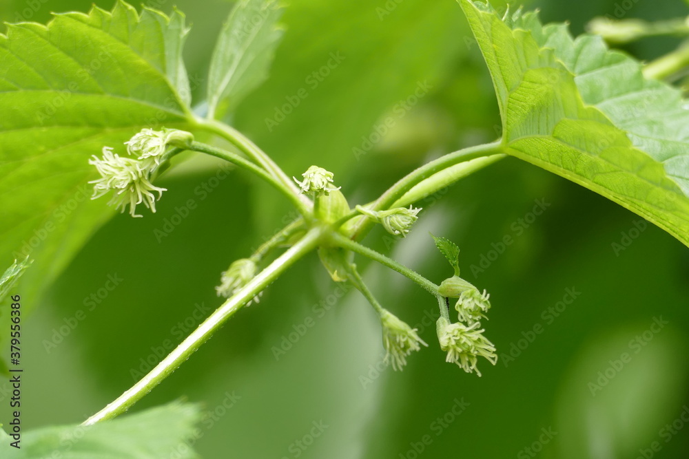 Beginnende Hopfenblüte mit grünen Blättern Beginnende Hopfenblüte mit grünen Blättern