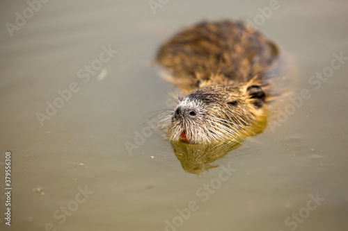 The coypu (Myocastor coypus), large brown rodent swimming in the water, wild scene from nature, Slovakia. © Branislav