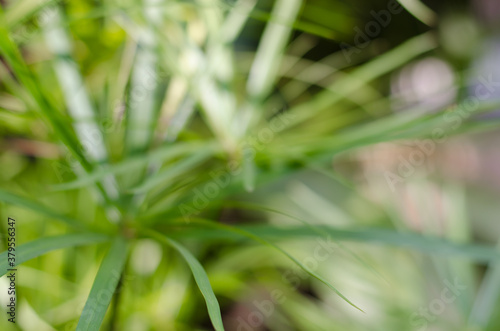 Green Leaf of Sedge Plant in Blurry Background.