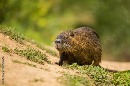The coypu (Myocastor coypus), large brown rodent , detail portrait, wild scene from nature, Slovakia.