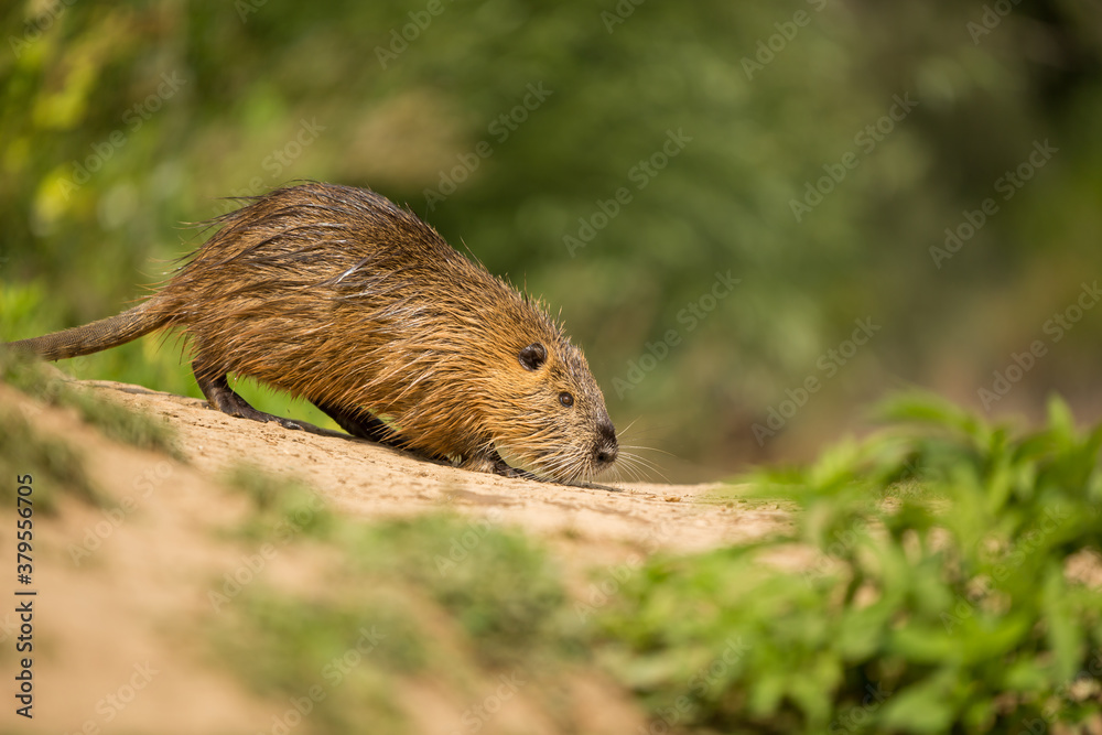 The coypu (Myocastor coypus), large brown rodent , detail portrait, wild scene from nature, Slovakia. The coypu (Myocastor coypus), large brown rodent , detail portrait, wild scene from nature, Slovakia.