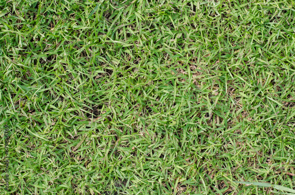 Green Grass of Field in Summer in Soft Focus Background. Green Grass of Field in Summer in Soft Focus Background.