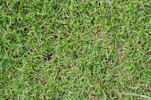 Green Grass of Field in Summer in Soft Focus Background.