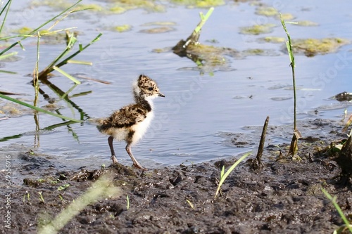 sieweczka rzeczna photo