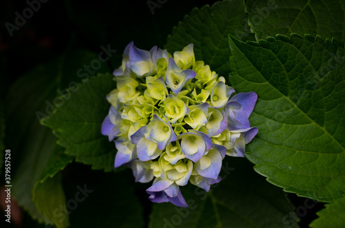 紫陽花の花の近影 © Ryo Yamashita
