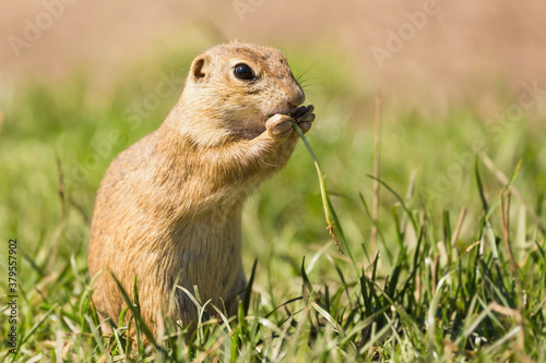 Cute European ground squirrel  Spermophilus citellus  Ziesel  sitting on a meadow and eating grass. National park Muranska planina in Slovakia.