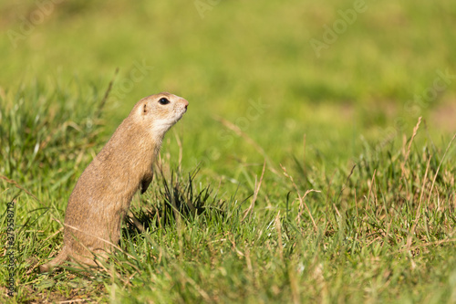 Cute European ground squirrel (Spermophilus citellus, Ziesel) sitting on a meadow and eating grass. National park Muranska planina in Slovakia. © Branislav
