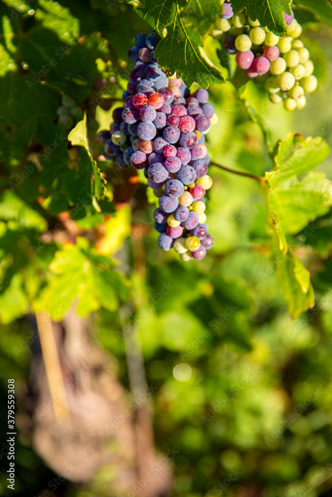 Grappe de raisin noir au soleil dans les vignes en France.