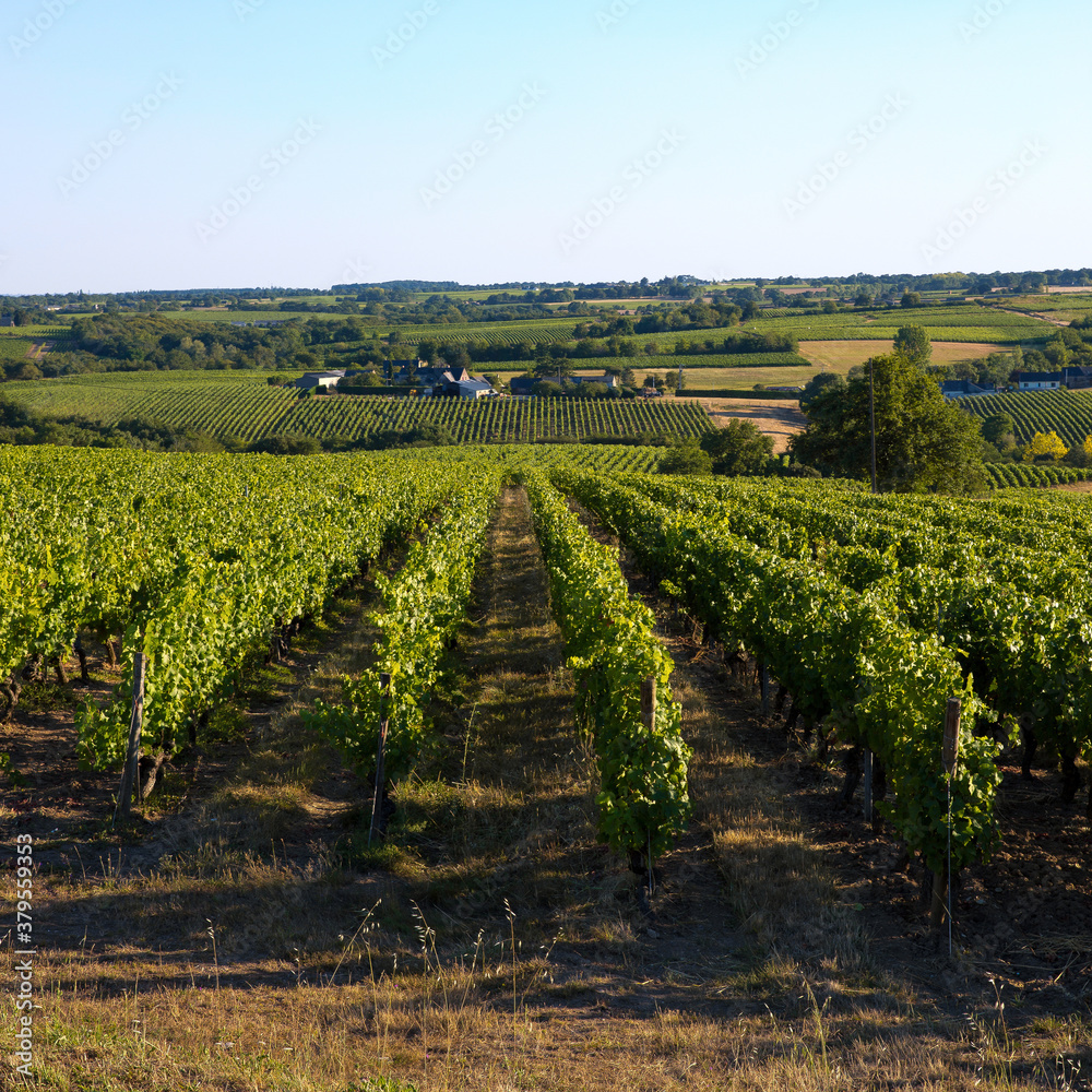 Paysage en France, vignoble en Anjou.