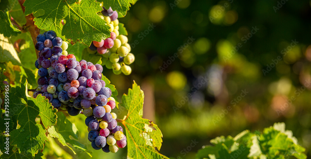 Grappe de raisin noir dans un vignoble au soleil.
