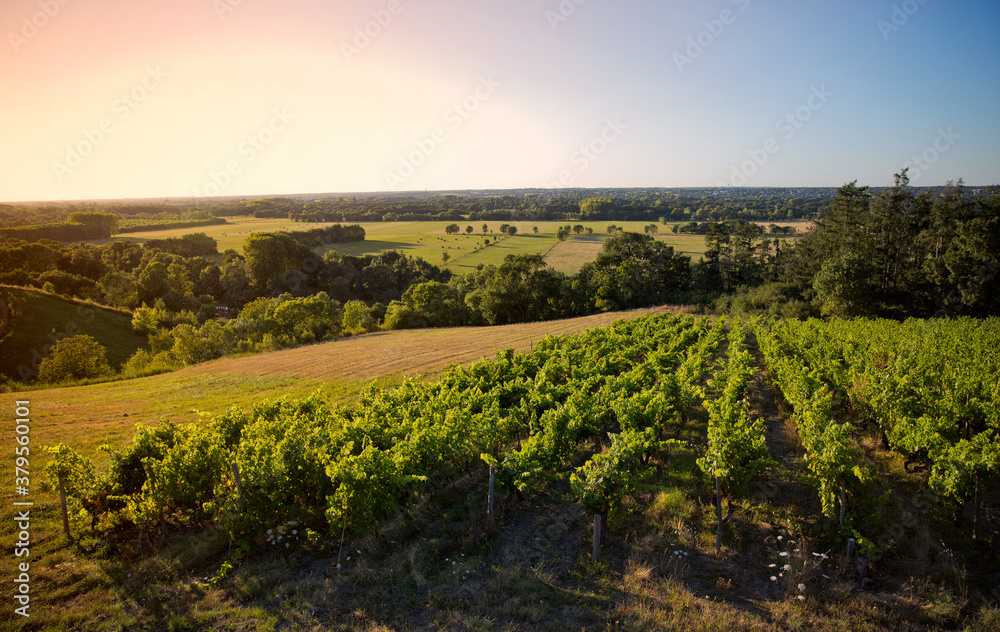 Vallée de la Loire, paysage de vigne en Anjou.