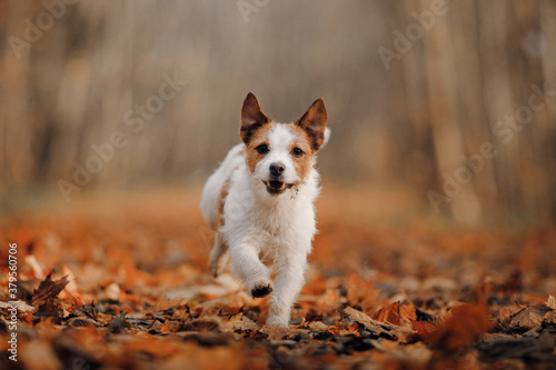 dog in yellow leaves. jack russell terrier in nature in autumn park