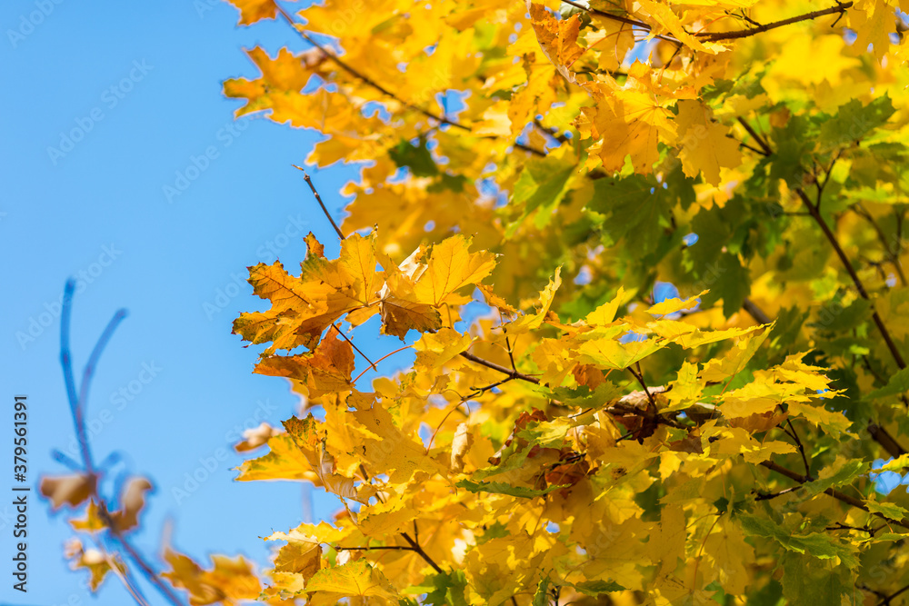 Obraz premium Delightful autumn orange maple leaves close-up with place for text.