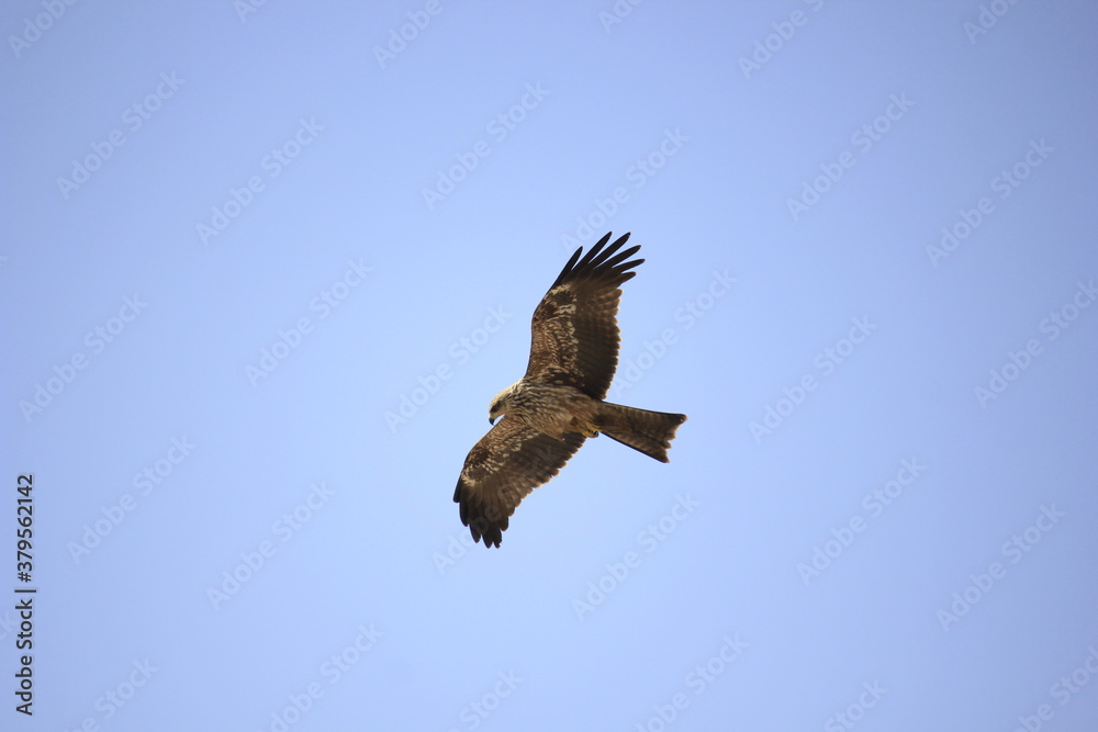 Obraz premium A kite 