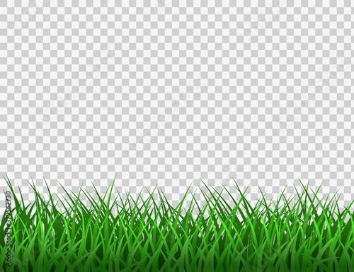 Green grass. Spring eco background. Grass border vector clipart on transparent background
