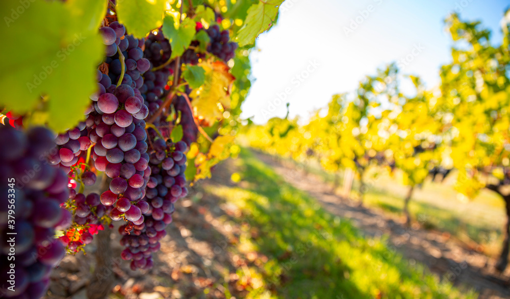 Grappe de raisin au soleil dans les rangs de vignes.